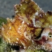 scorpionfish_leaf_rb_kad_h_0076_fij0627.jpg
